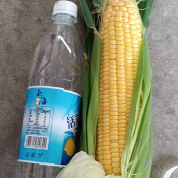 大量供应大棒型水果玉米，支持整车发货，量大优惠，欢迎来电