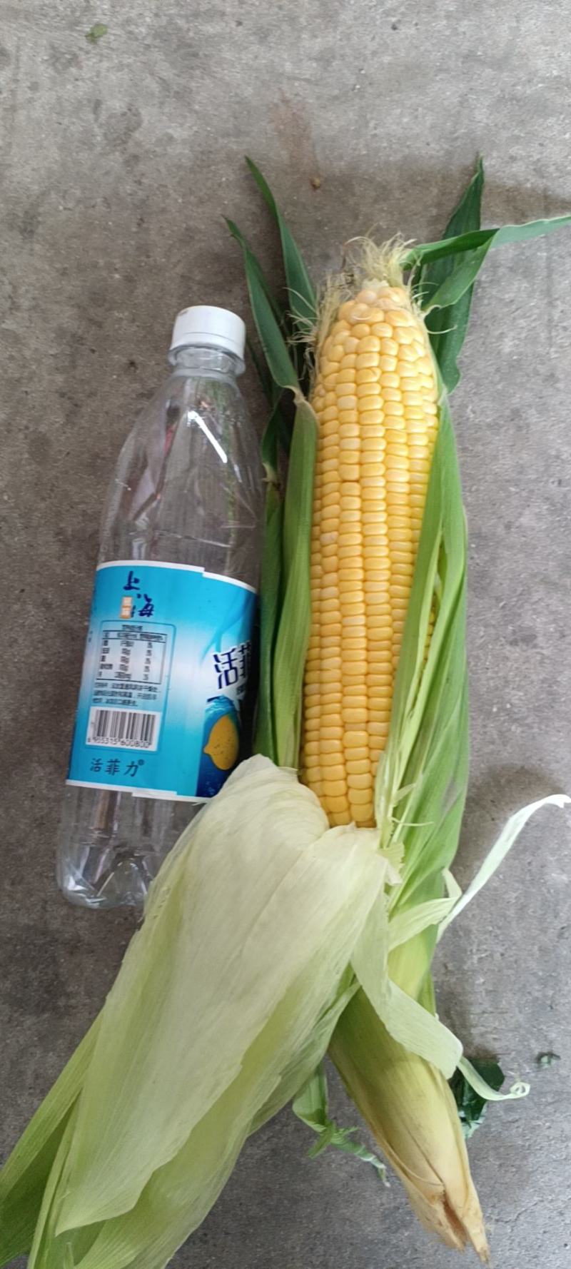 大量供应大棒型水果玉米，支持整车发货，量大优惠，欢迎来电