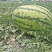 西瓜宁夏硒砂瓜！大量上市！糖度13个打底！保质保量！