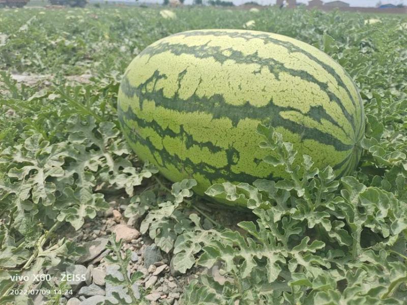 西瓜宁夏硒砂瓜！大量上市！糖度13个打底！保质保量！