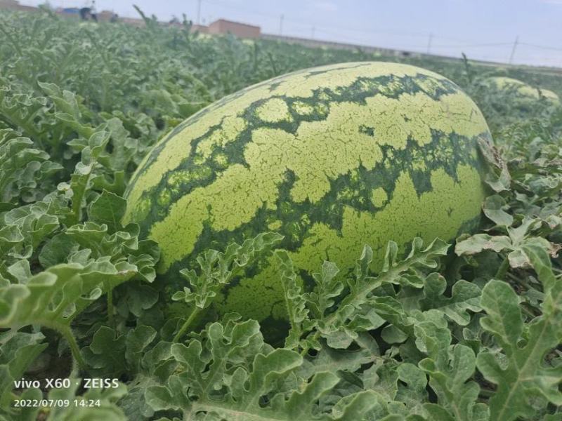 西瓜宁夏硒砂瓜！大量上市！糖度13个打底！保质保量！