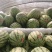 西瓜宁夏硒砂瓜！大量上市！糖度13个打底！保质保量！