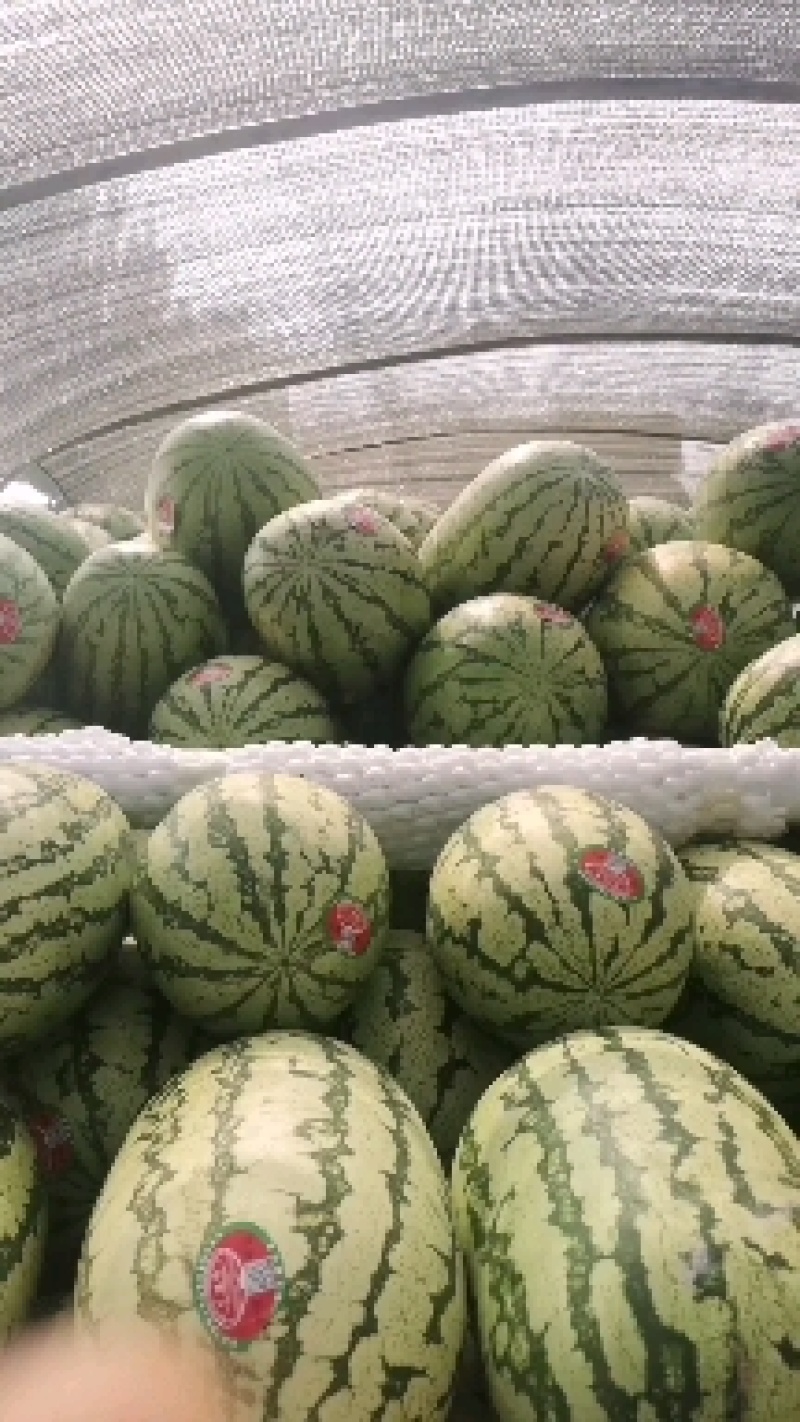 西瓜宁夏硒砂瓜！大量上市！糖度13个打底！保质保量！