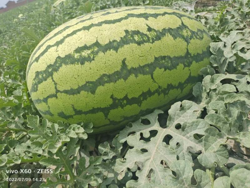 西瓜宁夏硒砂瓜！大量上市！糖度13个打底！保质保量！