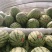 西瓜宁夏硒砂瓜！大量上市！糖度13个打底！保质保量！