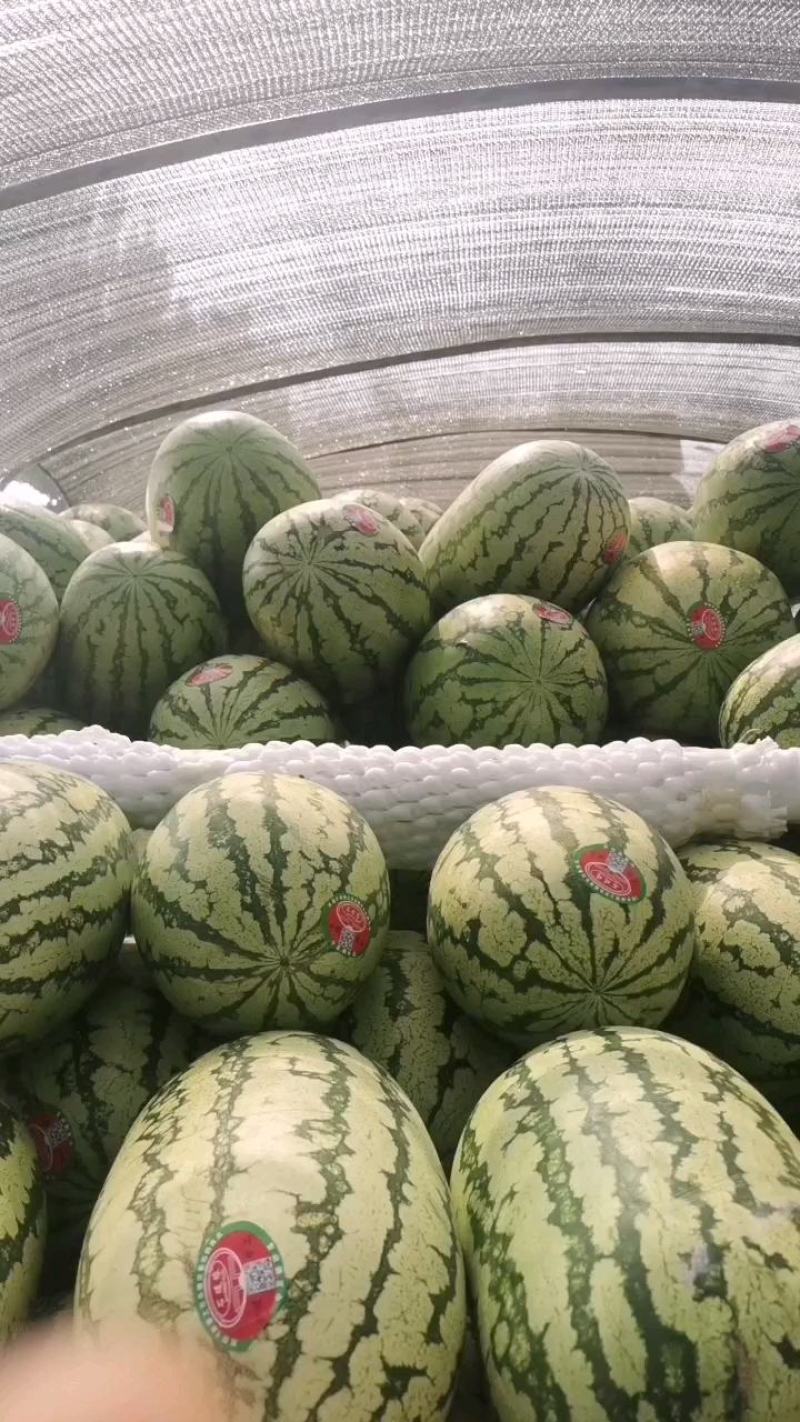 西瓜宁夏硒砂瓜！大量上市！糖度13个打底！保质保量！
