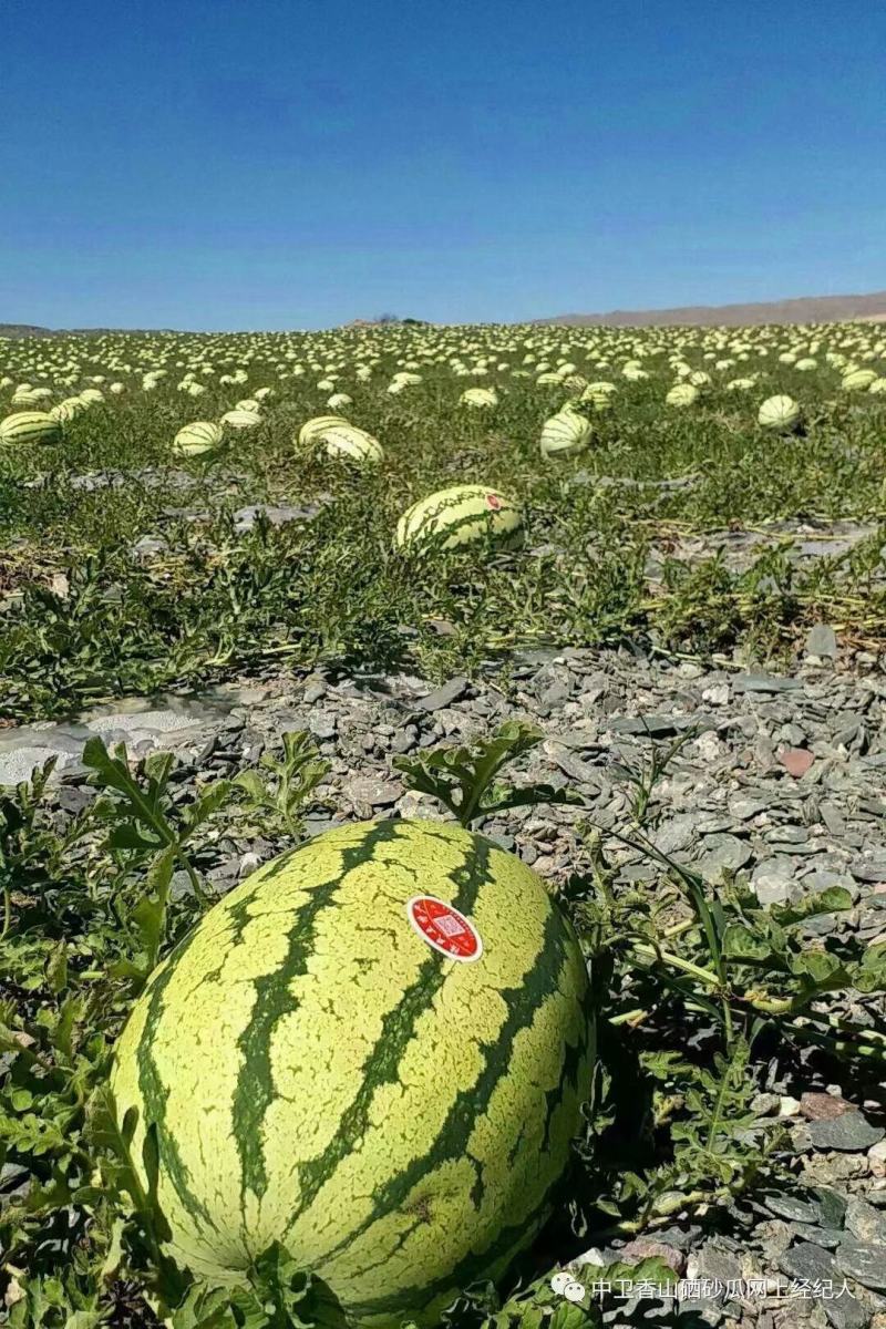 西瓜宁夏硒砂瓜！大量上市！糖度13个打底！保质保量！