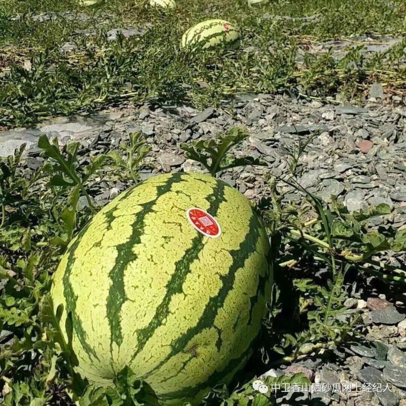 西瓜宁夏硒砂瓜！大量上市！糖度13个打底！保质保量！