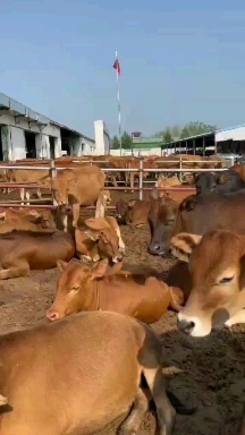 改良黄牛犊，大型肉牛养殖基地，十头免费运输到家，货到付款