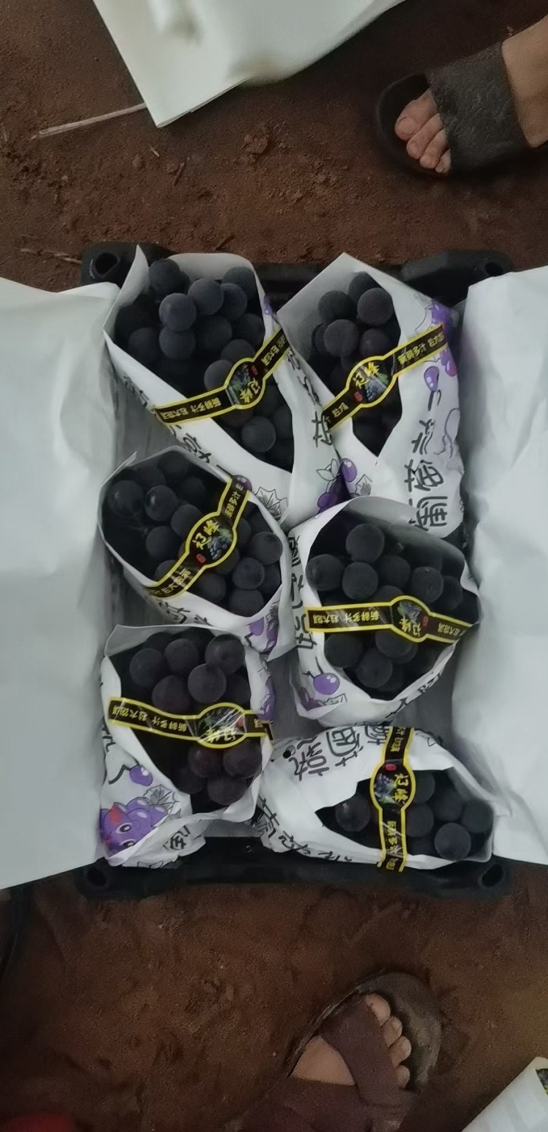 辽南精品水果