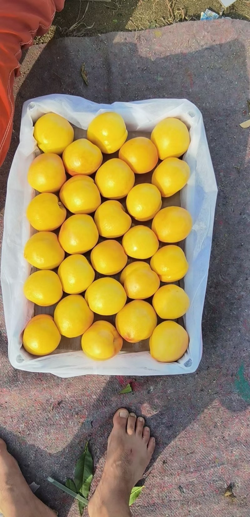 辽南精品水果