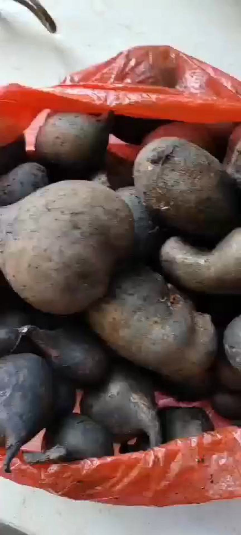 乌灵参