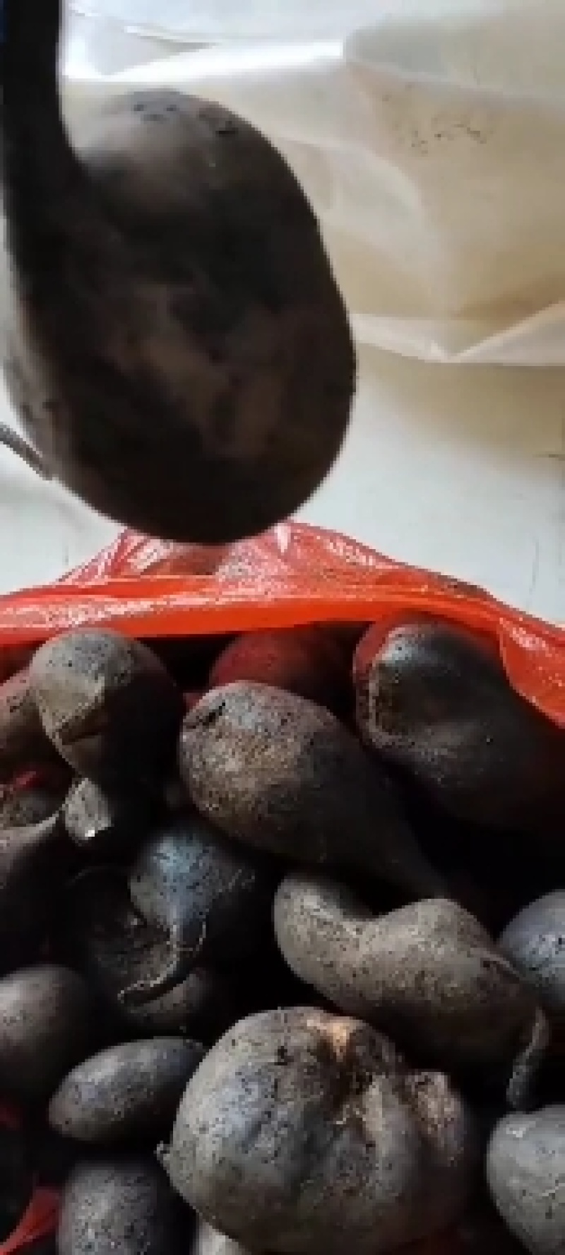 乌灵参