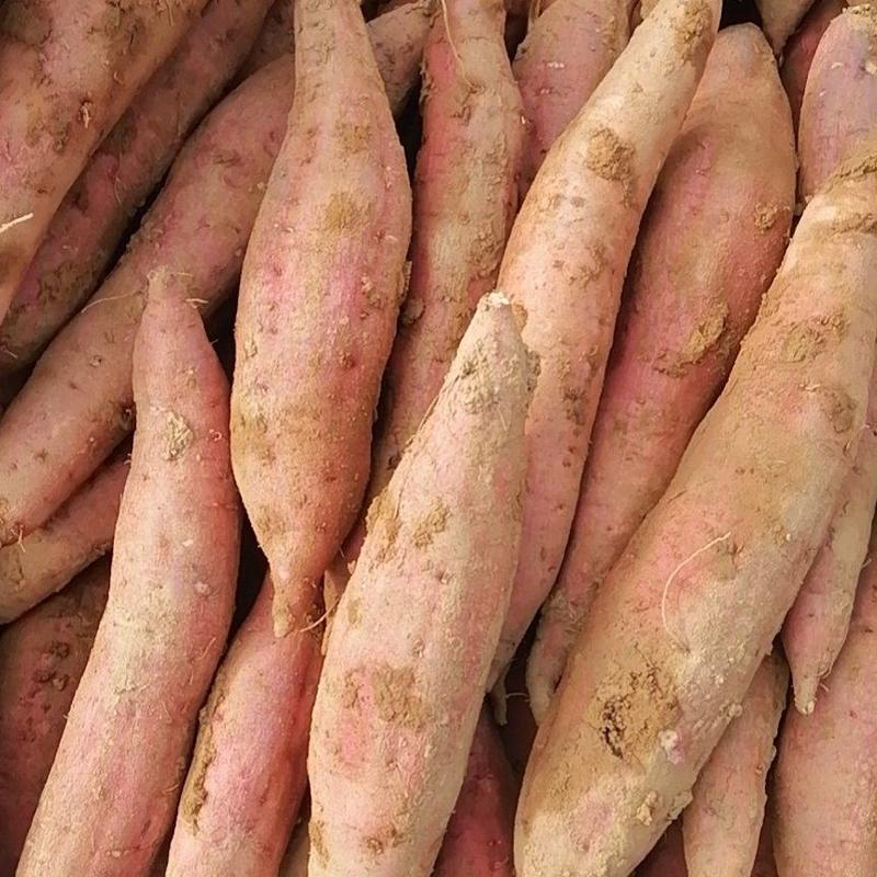 陕西临潼板栗红薯大量上市，红皮白心，干面甜无丝，全国发货