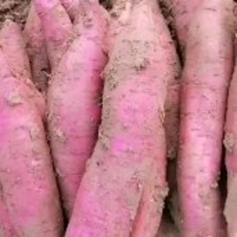 陕西临潼板栗红薯大量上市，红皮白心，干面甜无丝，全国发货