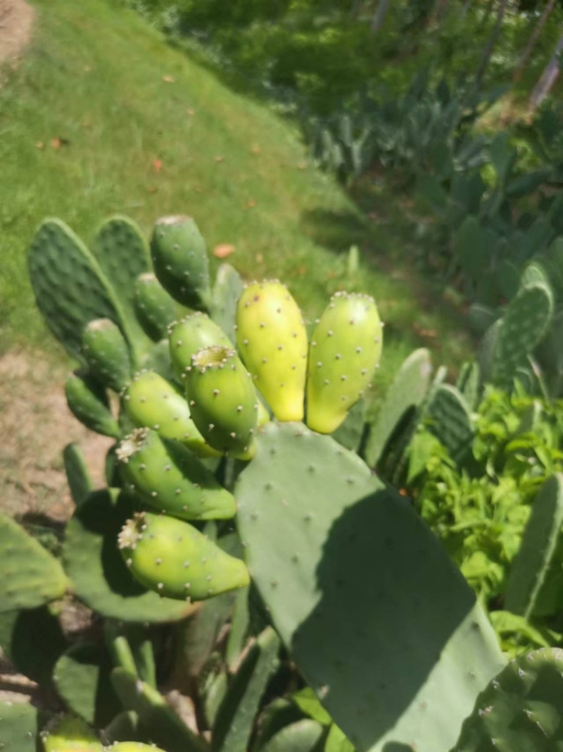 青皮白肉黄片白肉仙桃批发可大量批发当天采当天发