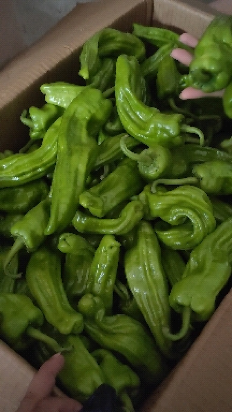 芜湖椒，原产地自家种植，量大保质保量欢迎订购