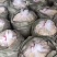 熟化玉米渣，200度高温蒸煮，蛋白12.07个，脂肪9个