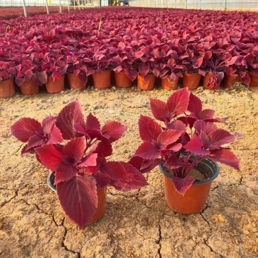 彩叶草。种植租摆都可以，自家苗圃货源，质优价廉
