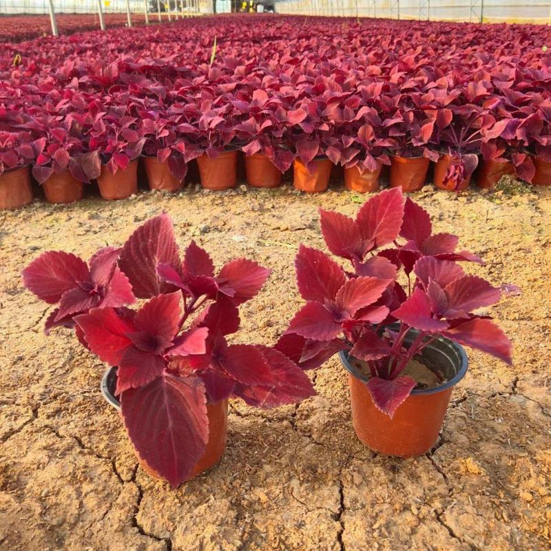 彩叶草。种植租摆都可以，自家苗圃货源，质优价廉