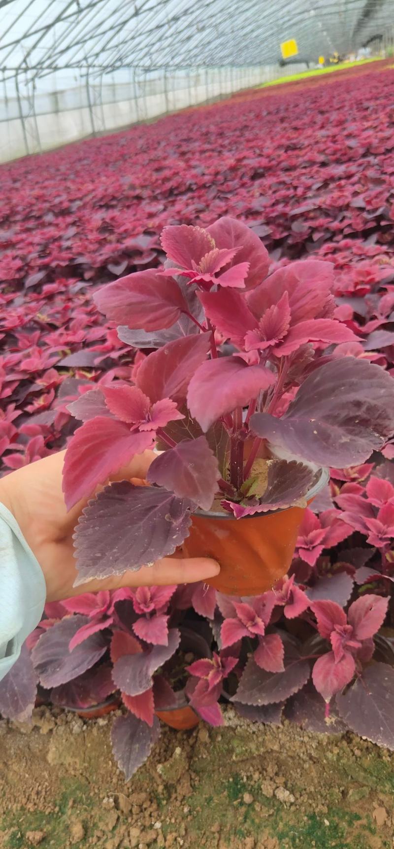 彩叶草。种植租摆都可以，自家苗圃货源，质优价廉