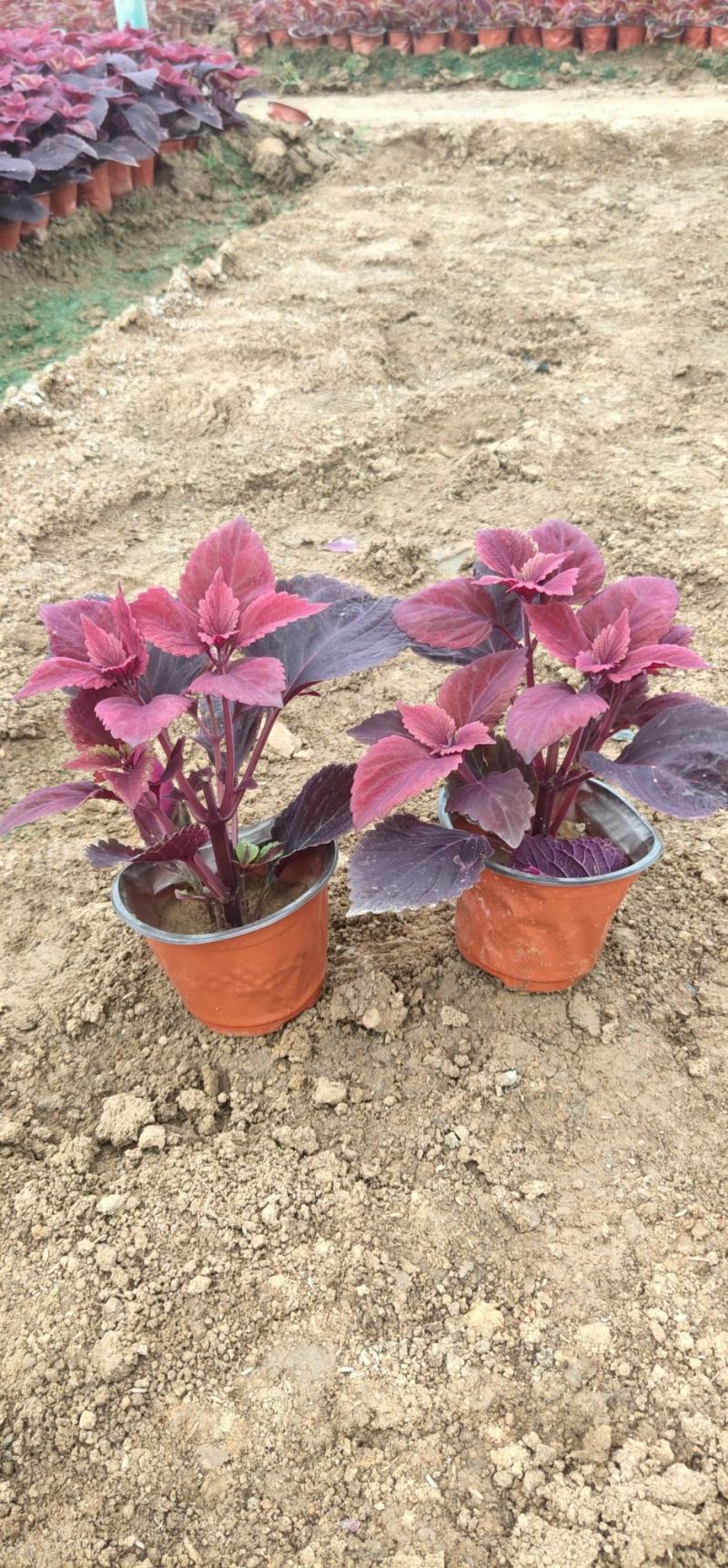 彩叶草。种植租摆都可以，自家苗圃货源，质优价廉