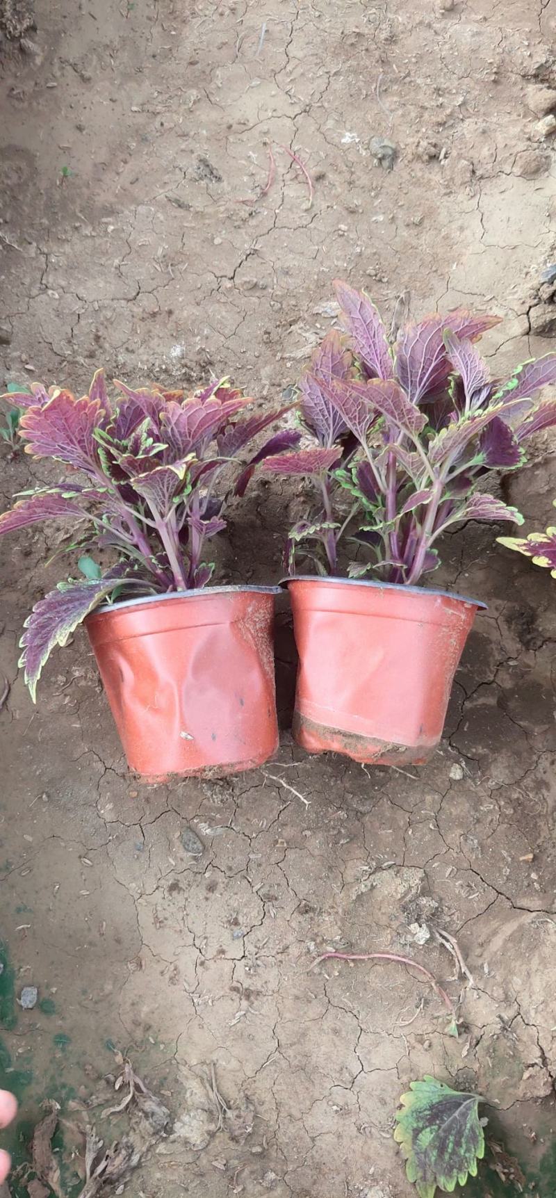 彩叶草。种植租摆都可以，自家苗圃货源，质优价廉