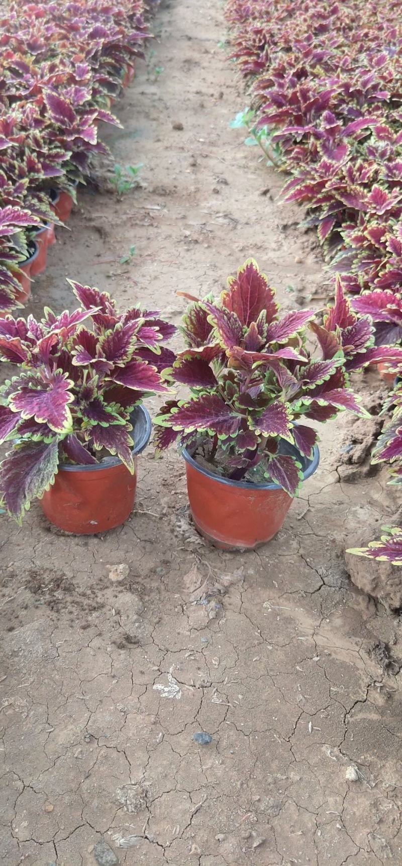 彩叶草。种植租摆都可以，自家苗圃货源，质优价廉