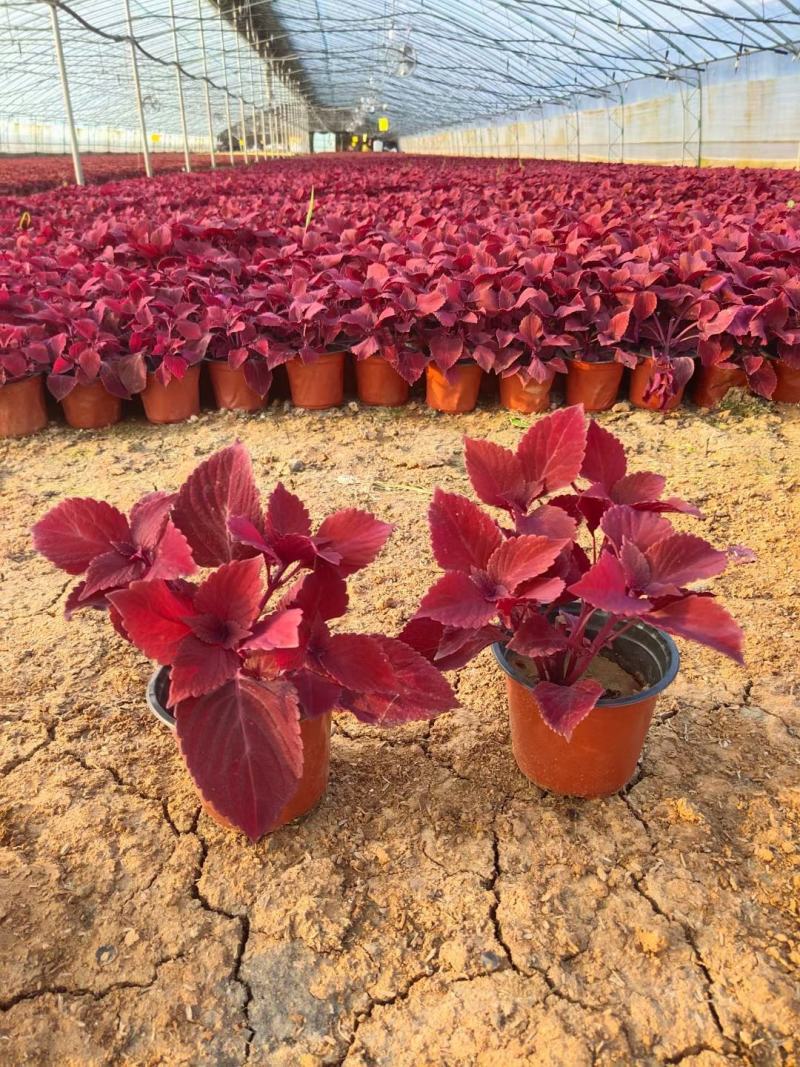 彩叶草。种植租摆都可以，自家苗圃货源，质优价廉