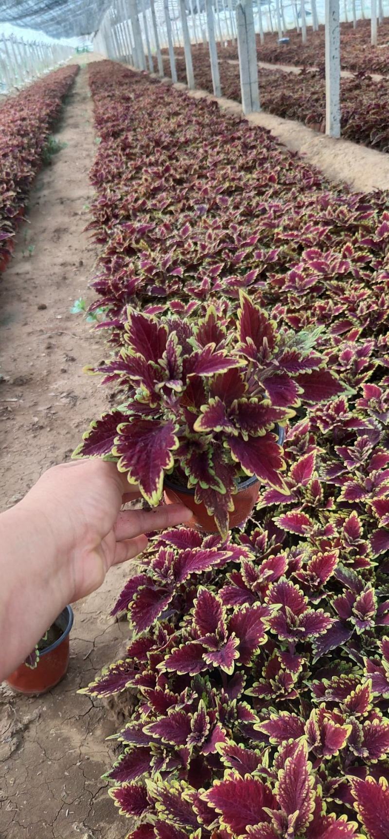 彩叶草。种植租摆都可以，自家苗圃货源，质优价廉