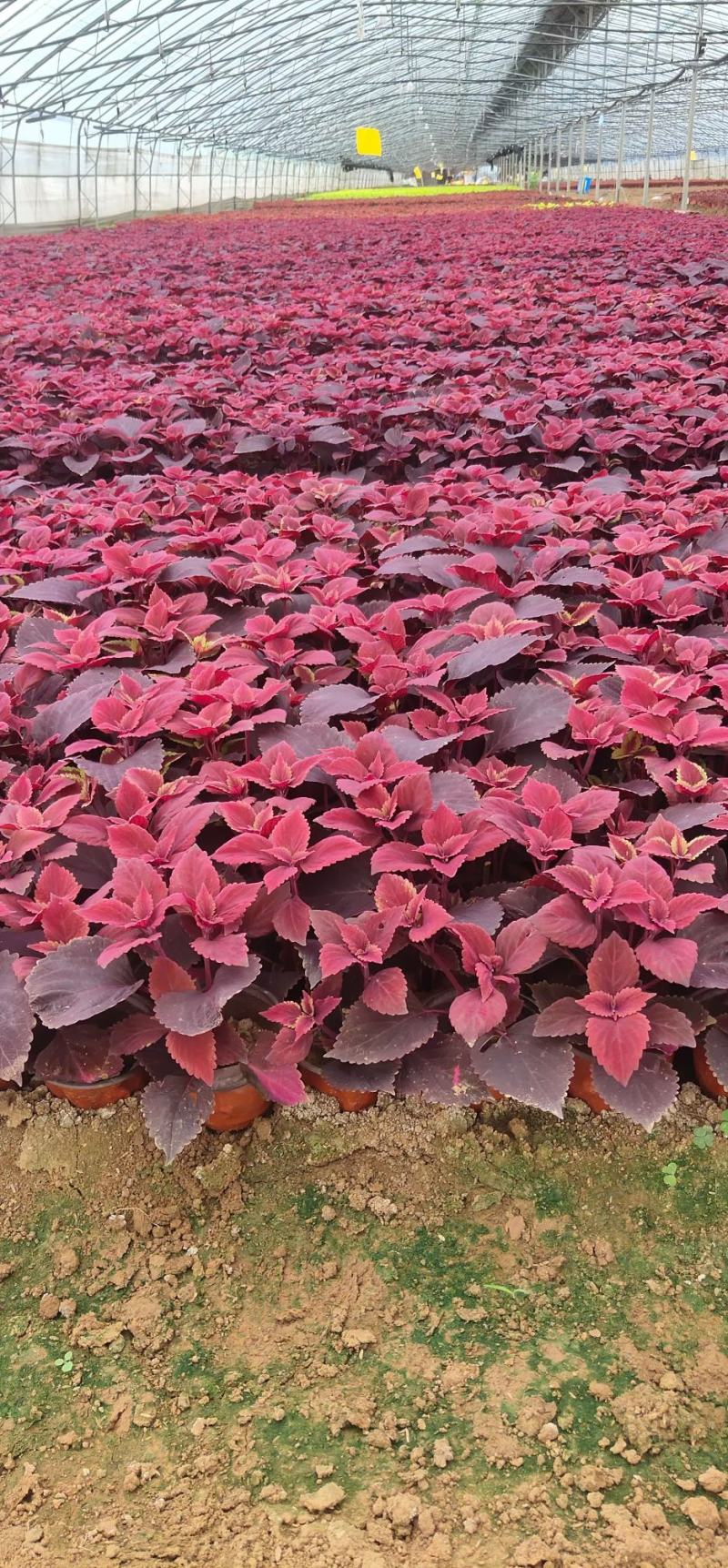 彩叶草。种植租摆都可以，自家苗圃货源，质优价廉