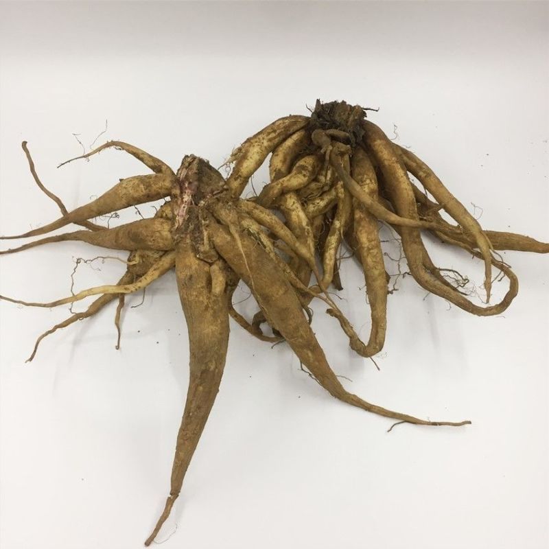 纯野生大蓟根马刺根刺萝卜恶鸡婆自生自长现挖现发