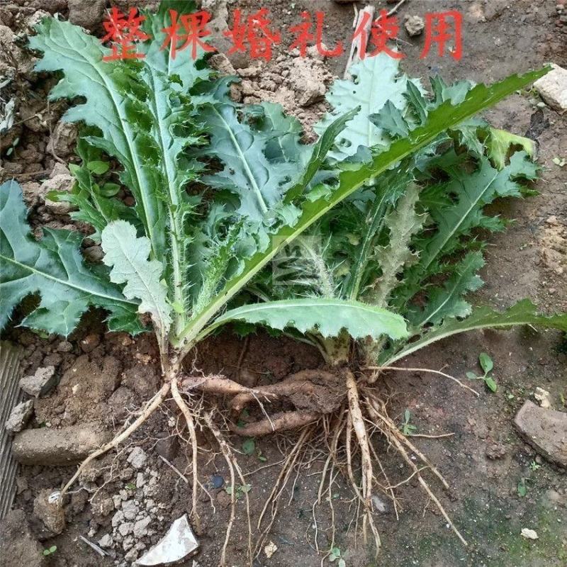 纯野生大蓟根马刺根刺萝卜恶鸡婆自生自长现挖现发