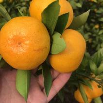 柑桔蜜橘柑橘产地直供看货论价保质保量欢迎订购