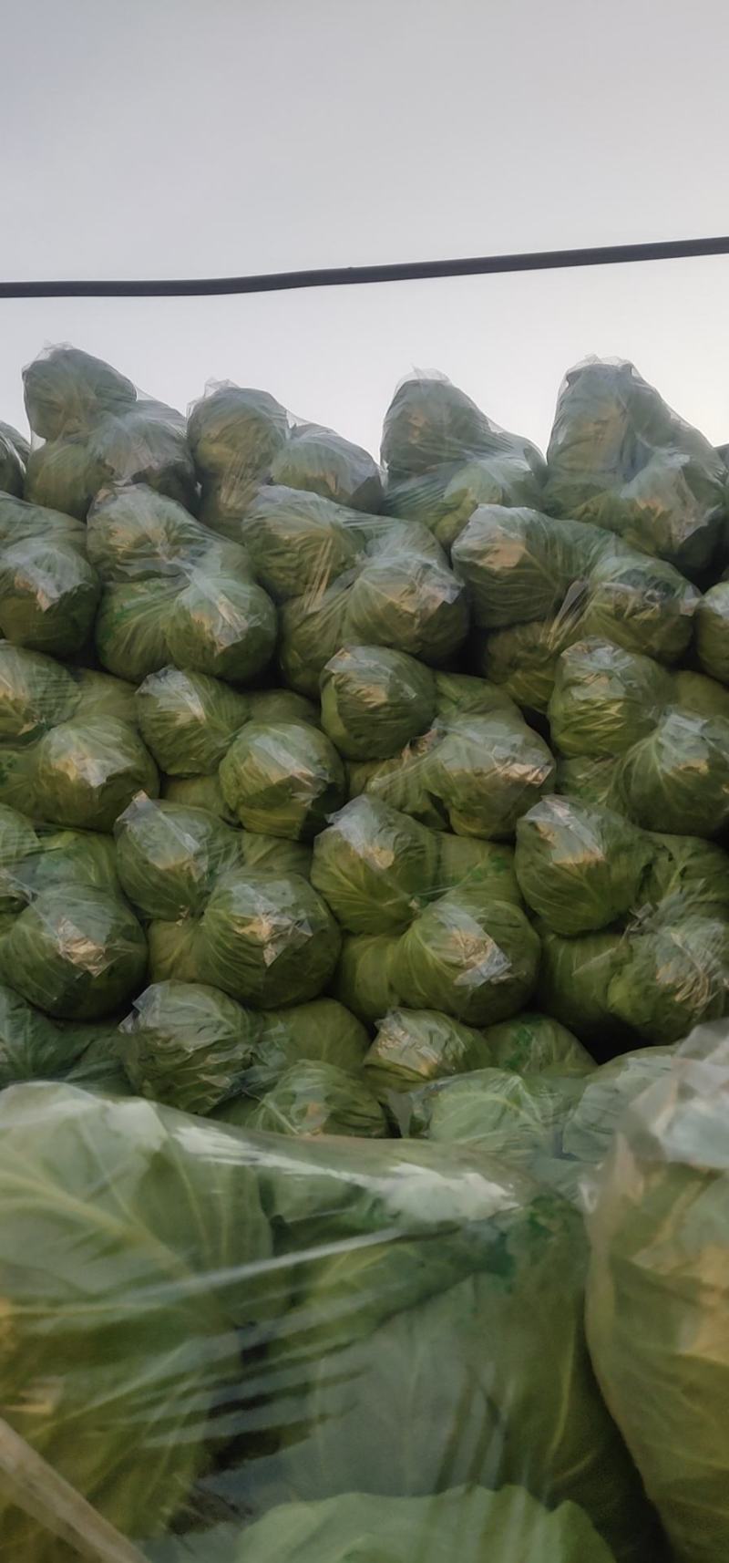 【热卖】精品甘蓝，品类齐全，价格合理，产地一手货