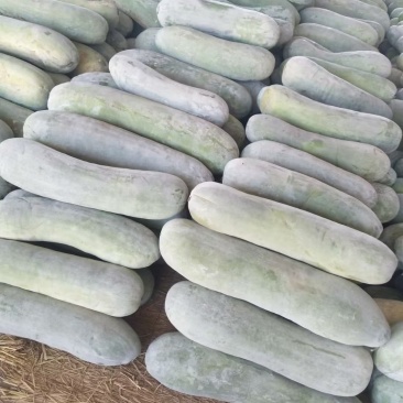 长白条冬瓜大量上市，需要的老板联系我，保证质量