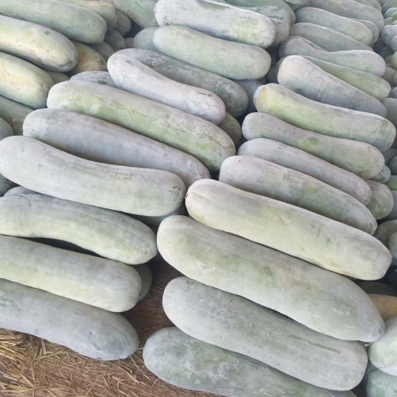 长白条冬瓜大量上市，需要的老板联系我，保证质量