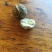 青皮核桃大量上市，欢迎老板前来看货