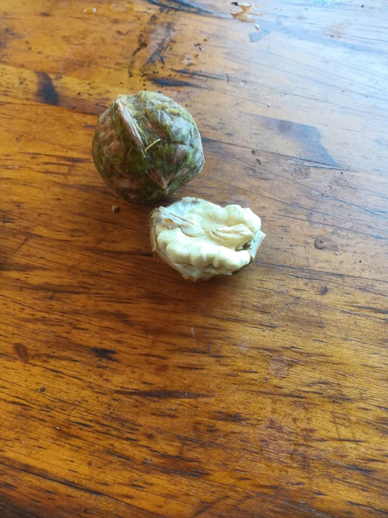 青皮核桃大量上市，欢迎老板前来看货