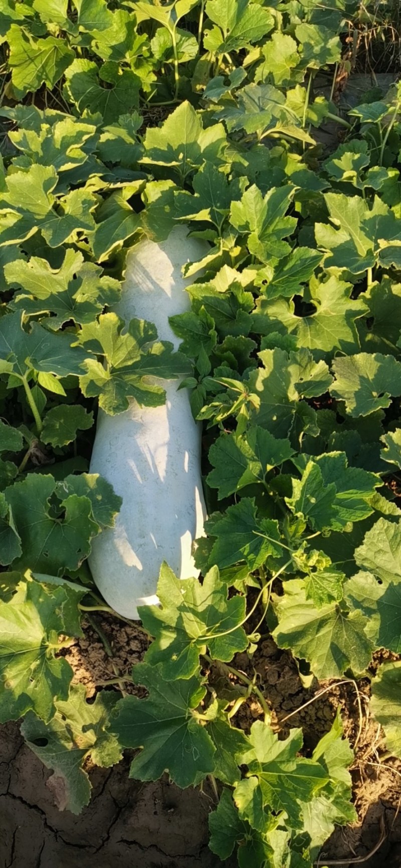 长白条冬瓜大量上市，需要的老板联系我，保证质量