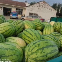 宁夏石头瓜西瓜原产地发货一手货源批发品质保证价格美