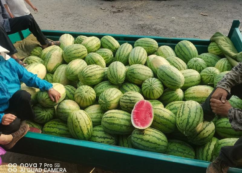 宁夏石头瓜西瓜原产地发货一手货源批发品质保证价格美