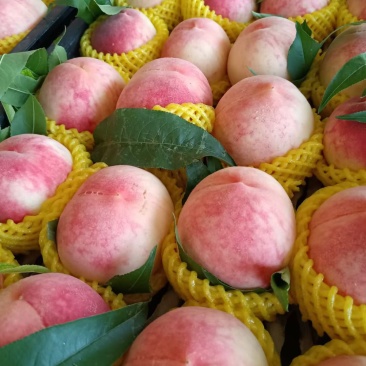 久保毛桃
