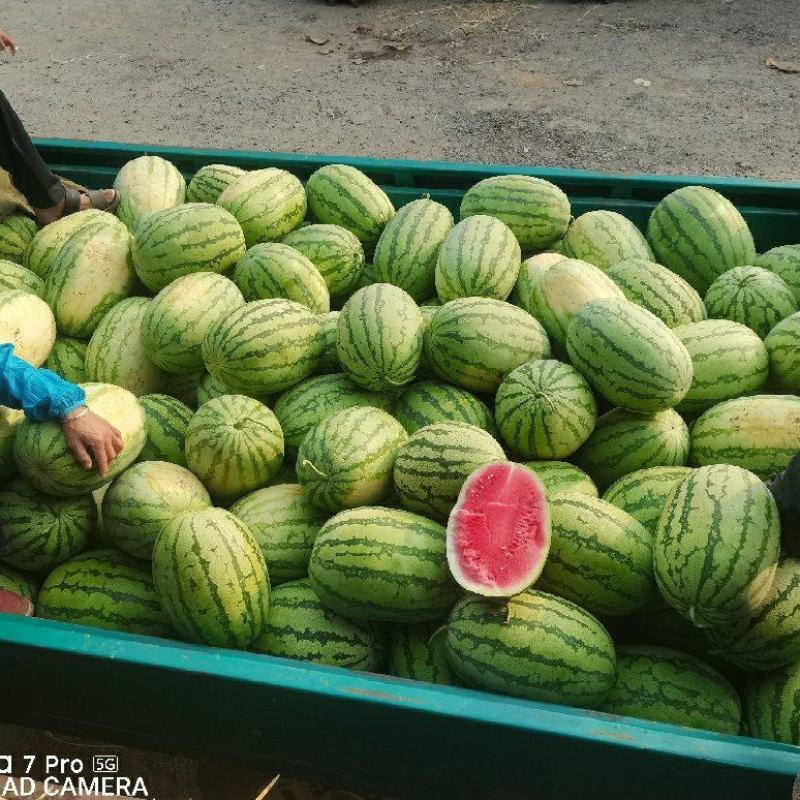 湖北金城5号西瓜原产地发货一手货源批发品质保证价格美丽