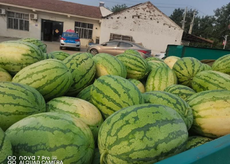 湖北金城5号西瓜原产地发货一手货源批发品质保证价格美丽