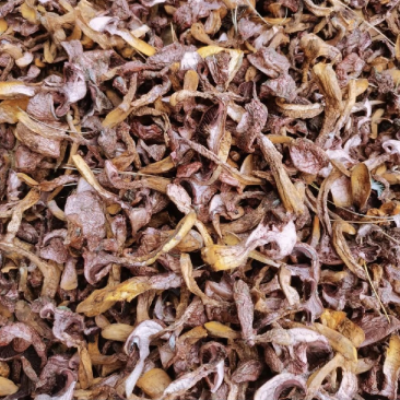 烘干红蘑肉蘑松树伞