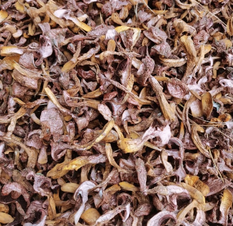 烘干红蘑肉蘑松树伞