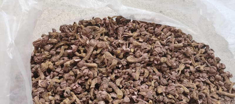 烘干红蘑肉蘑松树伞