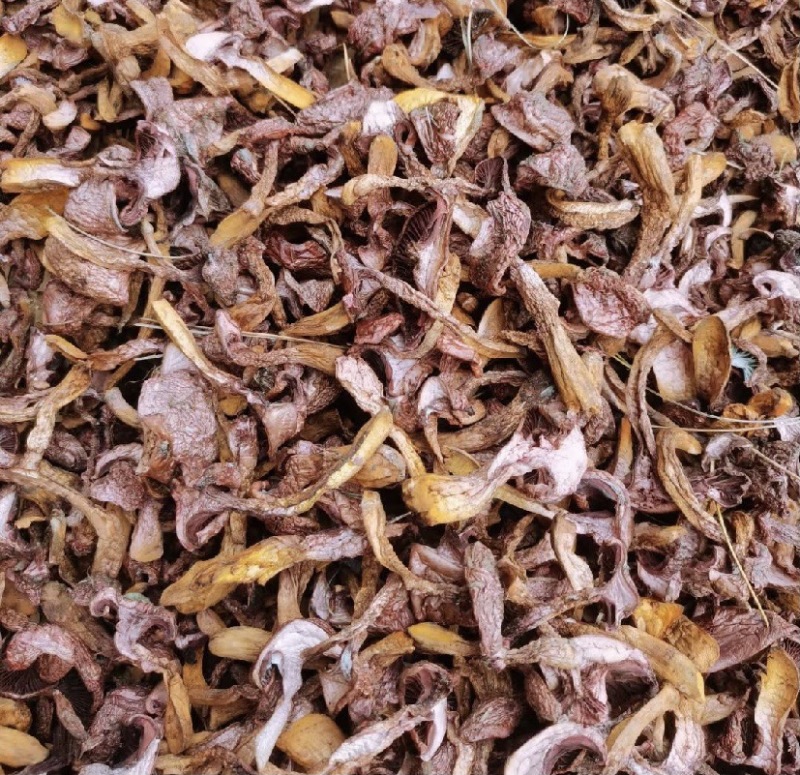 烘干红蘑肉蘑松树伞