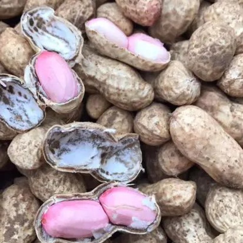【电话议价】鲁花鲜花生新鲜花生量大从优协助找车电联